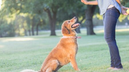 Basic Commands Every Dog Should Know